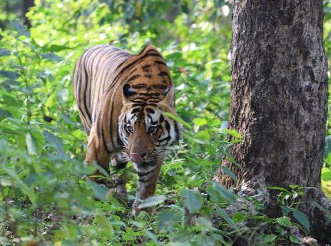 Cycling and Tiger Safaris in India Cycling and Tiger Safaris in India